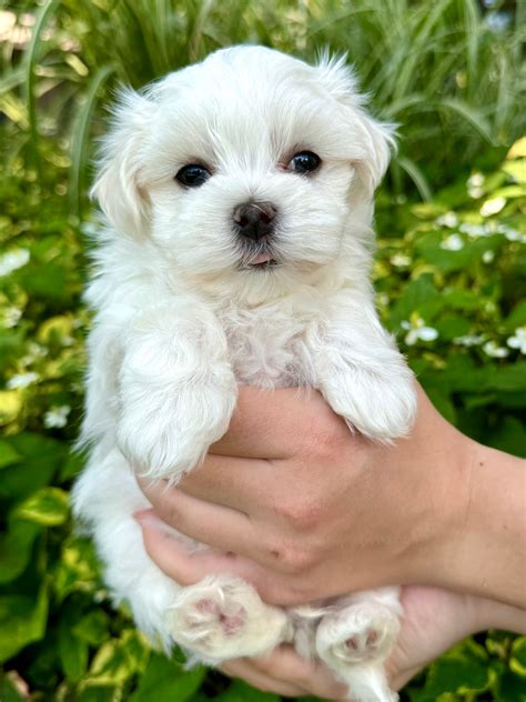 Gucci Maltese Puppy ADOPTED .